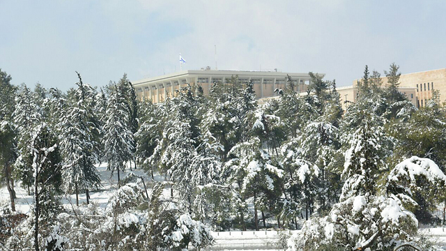 עצים מכוסים בשלג בירושלים בשנה שעברה (צילום: ג'ורג' גינסברג) (צילום: ג'ורג' גינסברג)