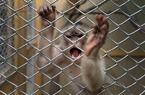 Freed monkey in Peru. (Photo: Associated Press)