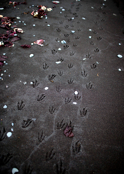 עקבות פינגווינים בחוף פונטה האנה באי ליווינגסטון (צילום: AP) (צילום: AP)