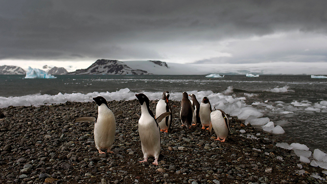 פינגווינים בחוף באהיה אלמירנטצגו (צילום: AP) (צילום: AP)