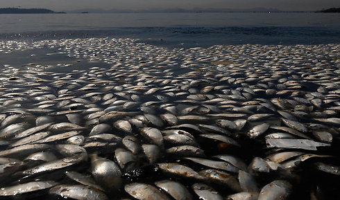 דגים מתים צפים במפרץ גואנברה בריו דה ז'ניירו. נסיבות המוות של הדגים אינן ידועות לפי שעה (צילום: AP) (צילום: AP)
