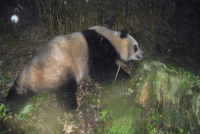  (© WWF China/Wang Lang NR/Peking University / WWF)