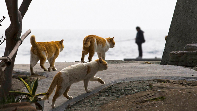 צילום: רויטרס