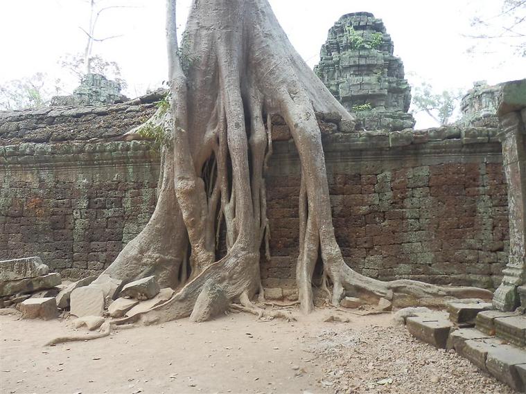 עצי הג'ונגל כיסו את המקדשים (צילום: יוסף ג'קסון (ג'קסי))