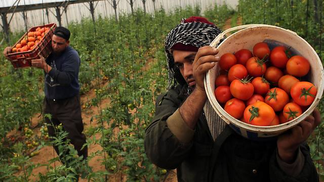 Palestinian laborers pick tomatoes at a farm in Rafah in the southern Gaza Strip (Photo: AFP)
