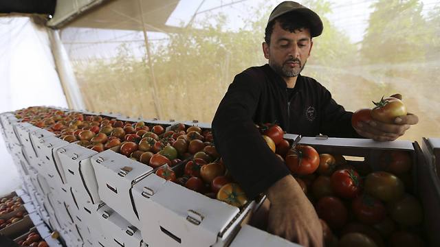 A Palestinian farmer sorts tomatoes to be exported into Israel, on a farm in Gaza (Photo: Reuters)