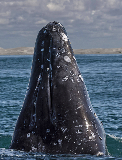 לווייתן מול חופי מכסיקו (צילום: AFP) (צילום: AFP)