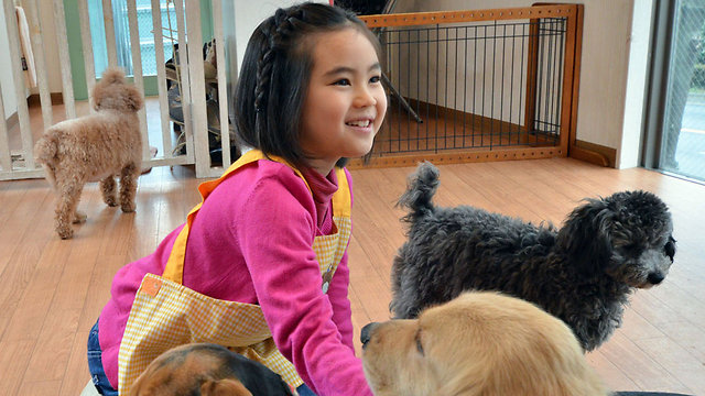רינו בת ה-7 בחנות שמשכירה כלבים (צילום: AFP) (צילום: AFP)
