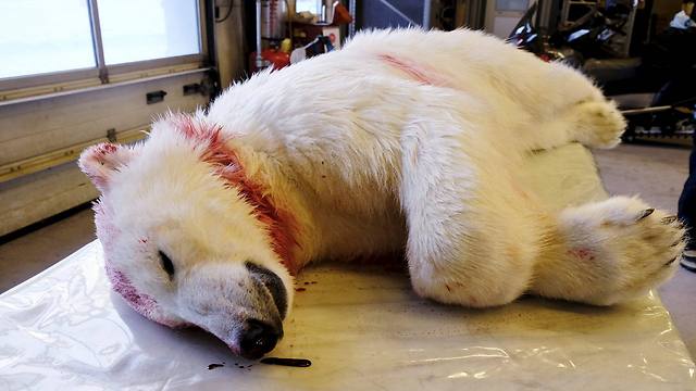 הדוב אותר על ידי הרשויות ונהרג (צילום: רויטרס) (צילום: רויטרס)