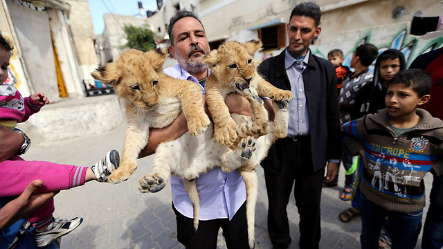 Saadi Jamal with cubs (Photo: Reuters)