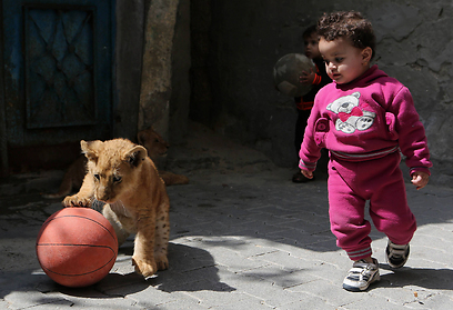 Cub learns to play with basketball (Photo: AFP)