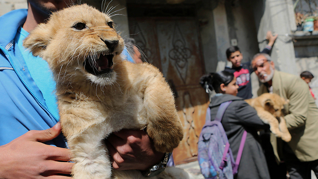 Neighbors play with cubs (Photo: AFP)