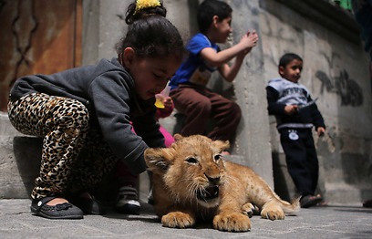 Lion cub with Gazan children (Photo: AFP)