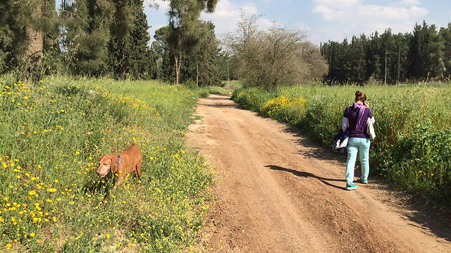 Israelis enjoy spring at the Horshim Forest (Photo: Shlomi Anavi)