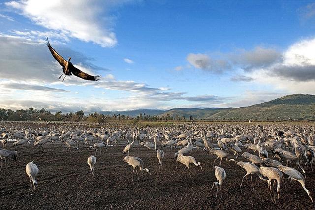 עגורים אפורים בעמק החולה (צילום: יהודה זך) ()