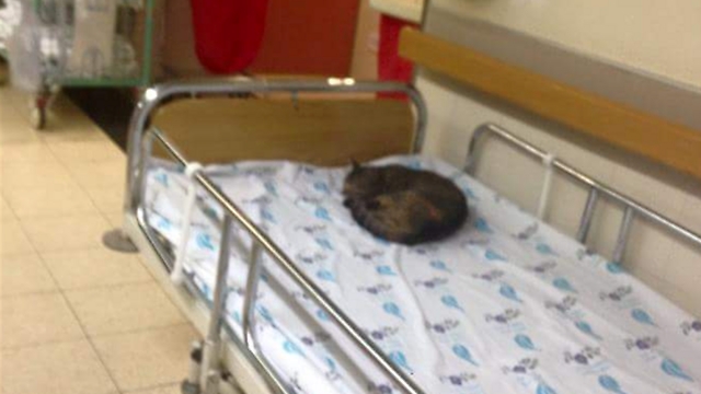 החתול במיטת בית החולים. נושא מחלות? ( ) ( )