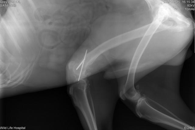 צילום רנטגן באזור בו נפגע ונותח הזאב (צילום: ביה"ח לחיות בר) (צילום: ביה