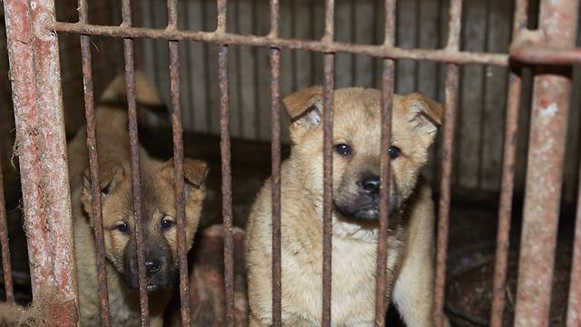 כלבים שניצלו משחיטה בדרום קוריאה (צילום: AP) (צילום: AP)