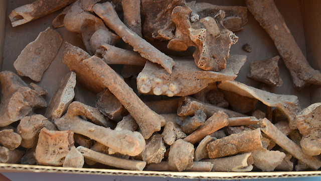 עצמות בעלי חיים מלפני 5,000 שנה שנתגלו בחפירה, ובהם חזירי בר, כבשים ועיזים (צילום: יולי שוורץ, באדיבות רשות העתיקות) (צילום: יולי שוורץ, באדיבות רשות העתיקות)