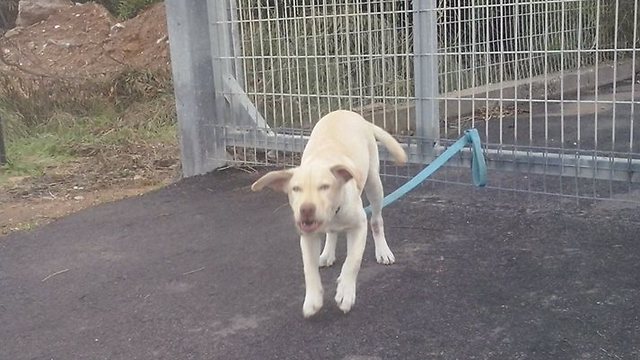 הכלבה שננטשה לפני כחצי שנה בבית המחסה של העמותה (צילום: "גג לחיות" חולון) (צילום: 