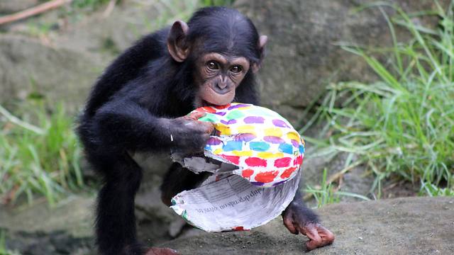 A chimpanzee enjoys an Easter treat at Taronga Zoo in Sydney, Australia (Photo: Getty Images)