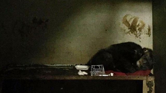 אייריס בגן החיות הקודם. חיה בבדידות כשלוש שנים. מרחה צואה על הקירות. מתוך תחקיר PETA (צילום: peta / יוטיוב) (צילום: peta / יוטיוב)