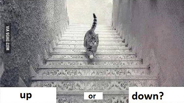 חתול חתול, לאן אתה הולך? (צילום: מתוך אתר 9gag) (צילום: מתוך אתר 9gag)