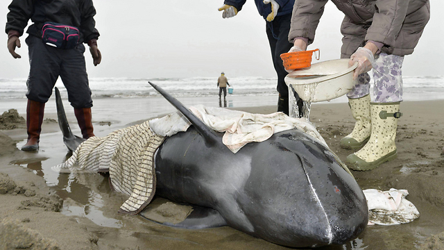 מרטיבים את הדולפינים (צילום: AP / Kyodo News) (צילום: AP / Kyodo News)