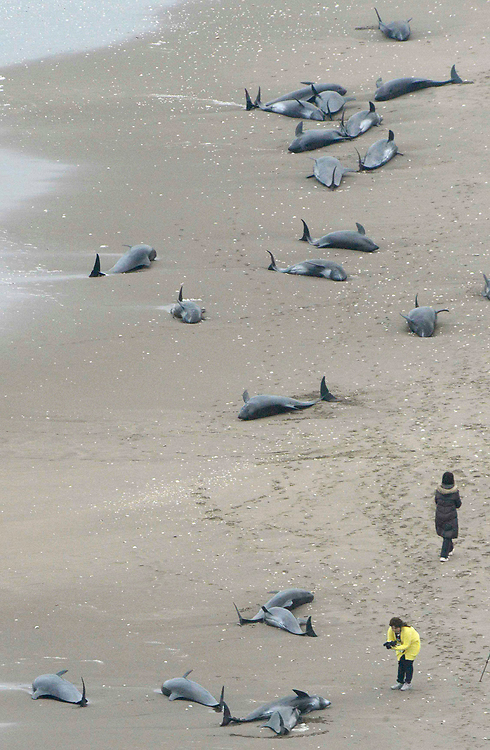 שרועים על החוף. הדולפינים בהוקוטה (צילום: רויטרס / Kyodo News) (צילום: רויטרס / Kyodo News)