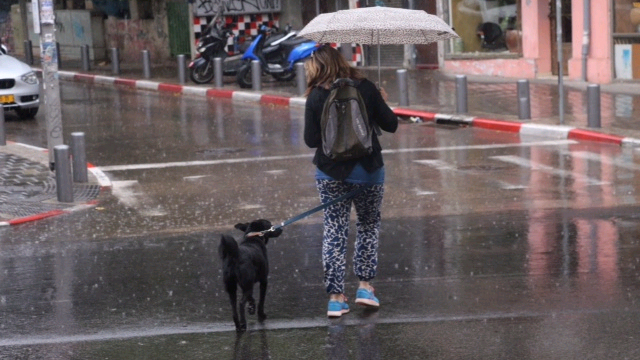 גשום בקינג' גורג' בתל אביב (צילום: מוטי קמחי) (צילום: מוטי קמחי)