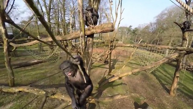לך מפה. השימפנזה נגד הרחפן (צילום: יוטיוב) (צילום: יוטיוב)