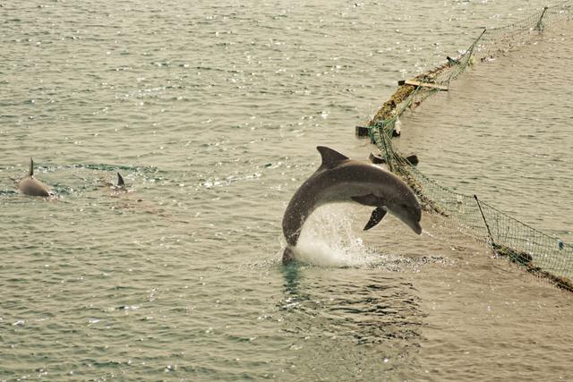 דולפינים בריף הדולפינים באילת (צילום: גיל קופלוביץ) (צילום: גיל קופלוביץ)