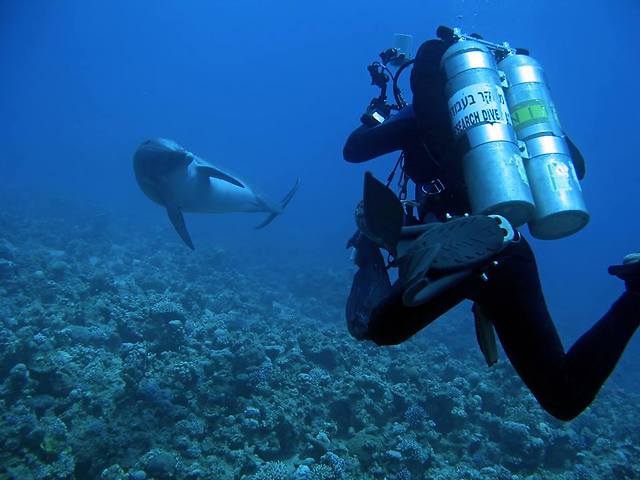 החוקר גיל קופלוביץ והדולפינה נענע ברגע משותף בים הפתוח, מחוץ לריף הדולפינים (צילום: ארז שוהם)