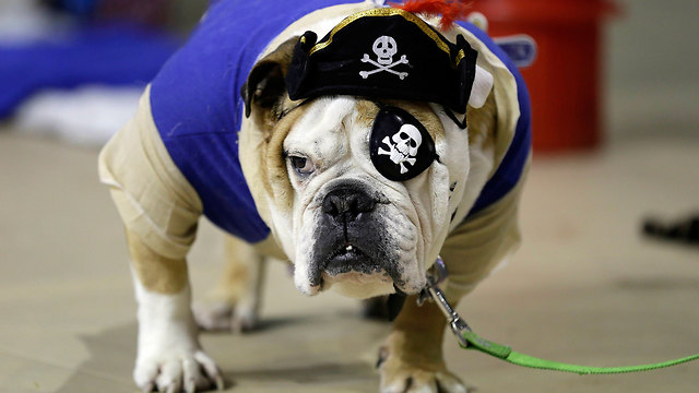 הכלב בילי. שודד ים, אבל בלי שום פרס - ועדיין חמוד (צילום: AP) (צילום: AP)