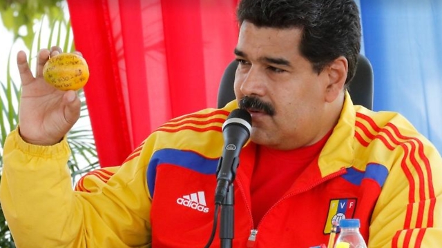 הנשיא מדורו מציג את הפרי שנזרק לעברו (צילום: לשכת הנשיאות בוונצואלה) (צילום: לשכת הנשיאות בוונצואלה)