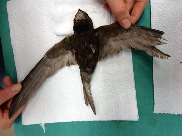 The vet spreads the broken wings (Photo: Shmulik Landau, the Wildlife Hospital) 