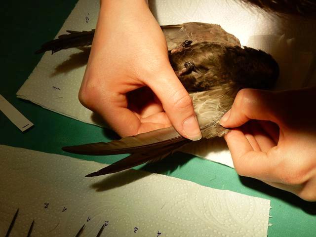 Steigerwald carefully inserts each feather into its proper place (Photo: Shmulik Landau, the Wildlife Hospital)