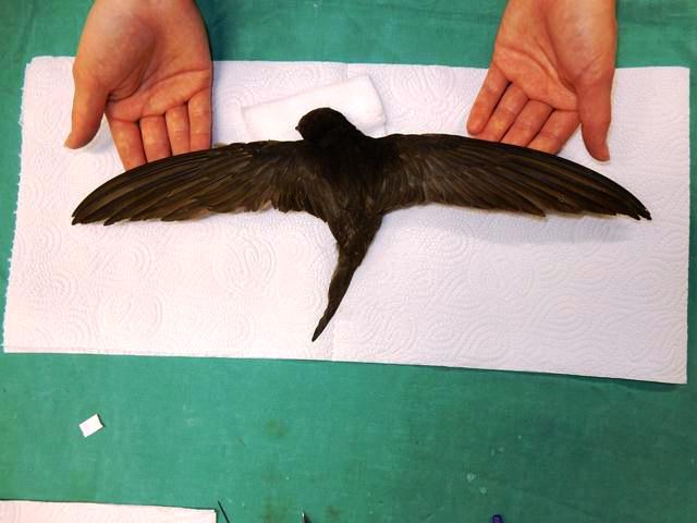 Operation over, Steigerwald displays two repaired wings (Photo: Shmulik Landau, the Wildlife Hospital)