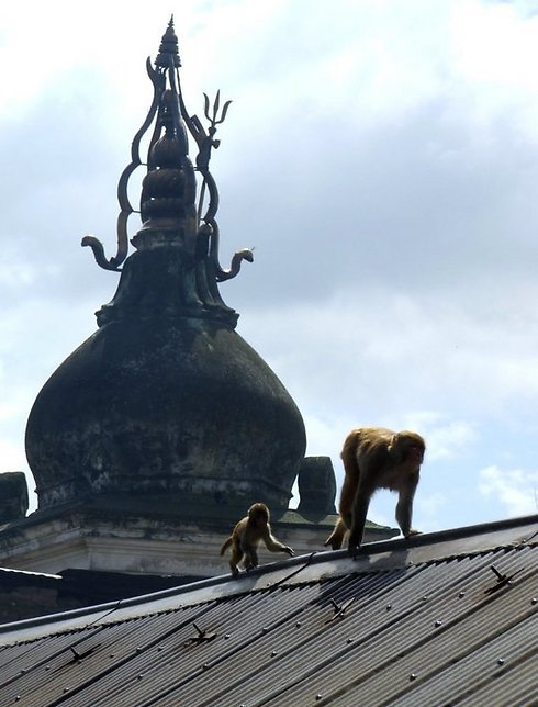 קופים בפטן (צילום: אייל להמן) (צילום: אייל להמן)