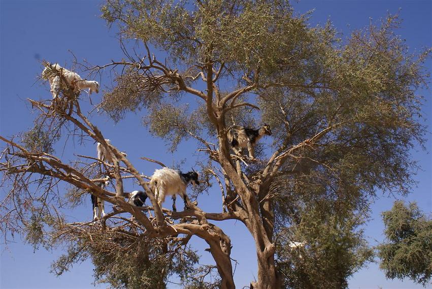 עץ העזים בדרך למדבר סהרה (צילום: אלפרד תאומים)