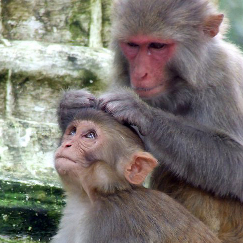 במקדש הקופים בקטמנדו (צילום: אייל להמן) (צילום: אייל להמן)