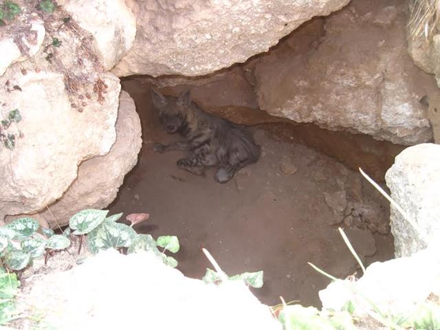 צבוע מפוספס במערה (צילום: מריק ריבר) (צילום: מריק ריבר)
