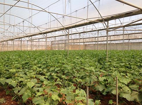 Cucumbers growing in a greenhouse 