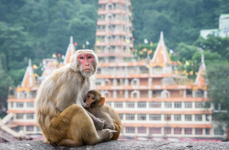 קופים הם לפעמים... צולם ברישקש, אוגוסט 2014 (צילום: אסף אליאסון)
