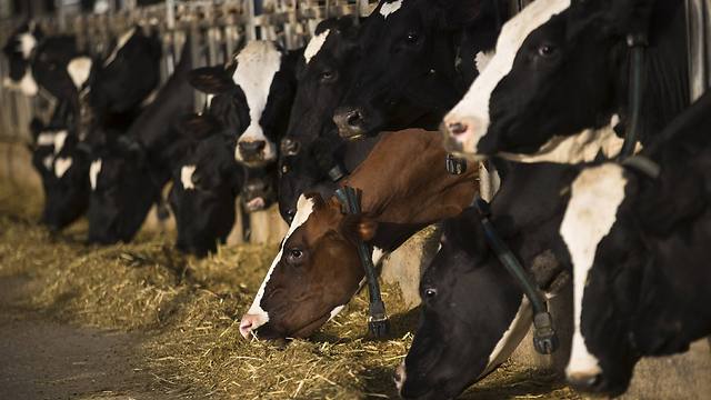 Cows wearing digital collars eat at dairy farm in Kibbutz Yad Mordechai (Photo: Reuters)