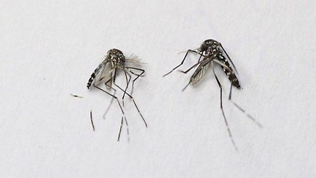 במשרד קוראים לטפל במקורות מים ובמפגעי יתושים. ארכיון (צילום: אלכס קולומויסקי) (צילום: אלכס קולומויסקי)