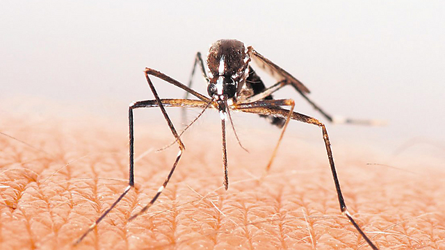 המחלה מועברת דרך עקיצת יתוש האנופלס ()