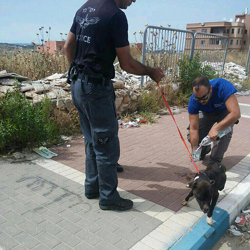 שוטרי היס"מ מעניקים לכלבה סיוע ראשוני (צילום: חטיבת דובר המשטרה) (צילום: חטיבת דובר המשטרה)