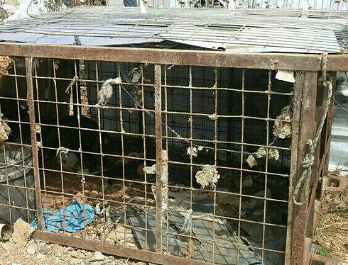 הכלוב שבו נמצאה הכלבה (צילום: חטיבת דובר המשטרה) (צילום: חטיבת דובר המשטרה)