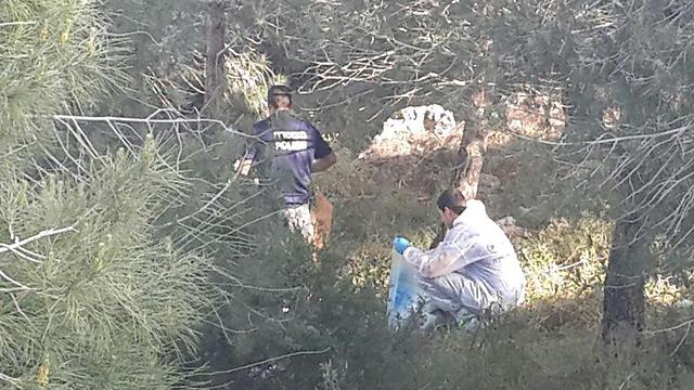 The grove where the tourist's body was found (Photo: Hassan Shaalan)